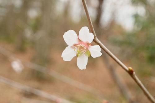 おくちょうじざくら,花