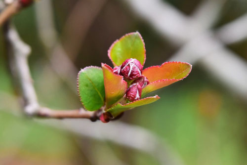 はなかいどう,flowering crab apple