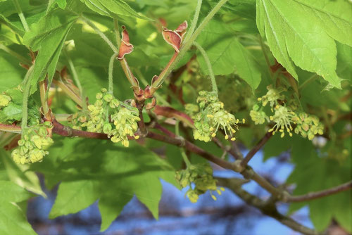 コハウチワカエデ,花,こはうちわ