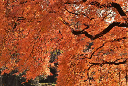 べにしだれ,紅葉