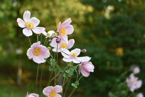 シュウメイギクの花,しゅうめいぎく