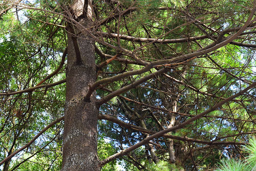 米松,べいまつ,画像,Eastern white pine