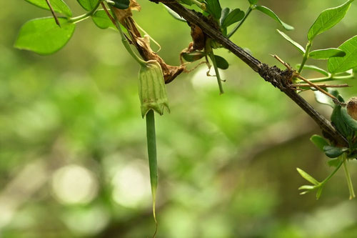 むれすずめ,植物,ムレスズメ