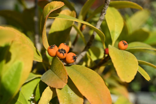 シマカナメモチの木,しまかなめもち