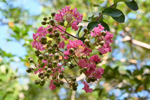 １０月に咲くピンクの花,木