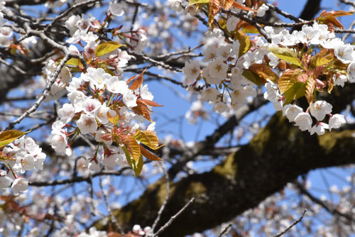 ヤマザクラ,やまざくら,筑紫山桜,画像