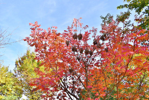 ハゼノキ,はぜのき,紅葉