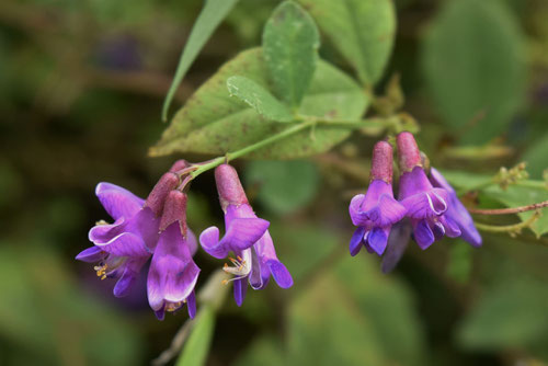 南天萩の花言葉