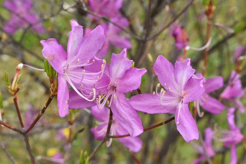 紫の花のツツジ,きよすみみつばつつじ