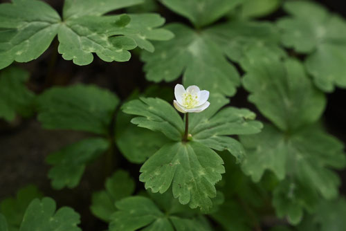 開花時期