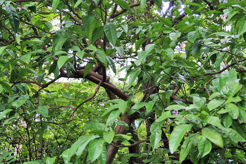 温州ミカンの木,うんしゅうみかん