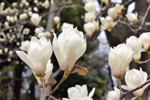 白花が咲くモクレン,はくもくれん