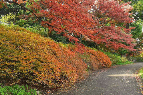 満天星躑躅,どうだんつつじ,紅葉