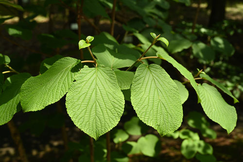 ムシカリ,植物