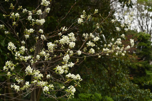 ジュンベリー,Juneberry
