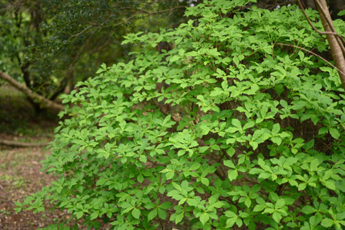 ほつつじ,ホツツジ,樹木,植物