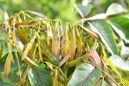 アオダモ,あおだも,Japanese ash tree,fruits