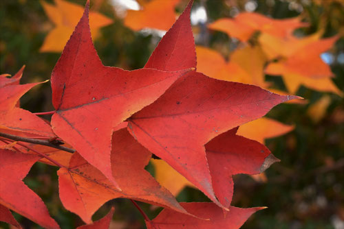 台湾楓の紅葉,たいわんふう