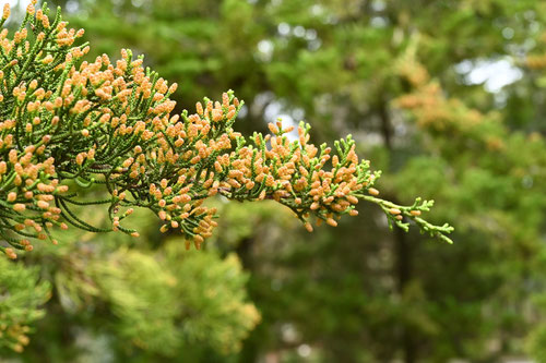 カイヅカイブキの花,かいづかいぶき,画像