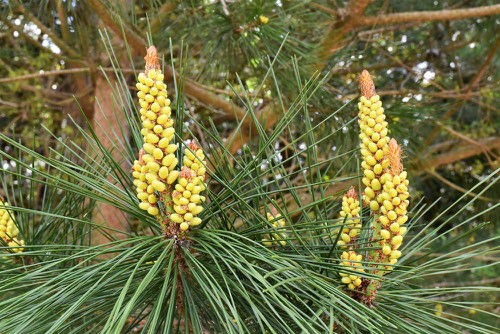 flower of red pinetree