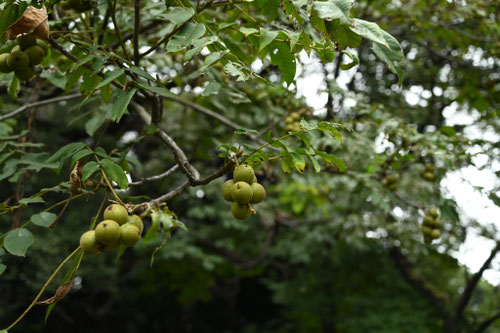 ひめぐるみ,果樹,姫胡桃