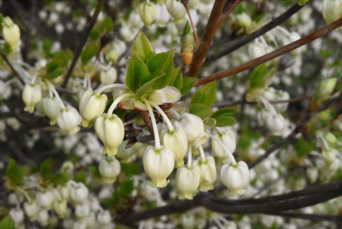 ドウダンツツジ,どうだんつつじ,doudanntutuji
