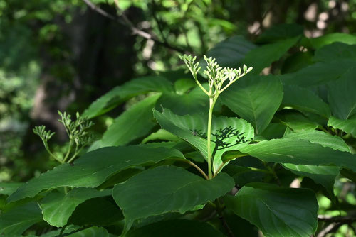 Large leaf dogwood