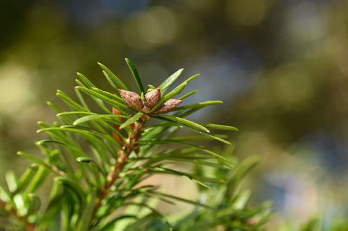もみの木,樅ノ木の葉,もみのき