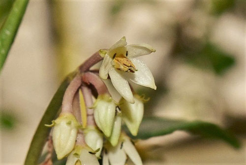 カラタチバナ,ヒャクリョウ,植物,おしべ,めしべ,百両の花はどんな花