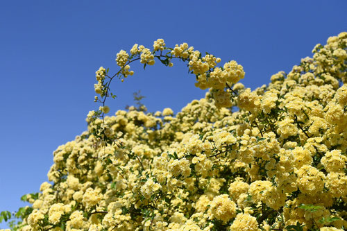 木香薔薇、特徴