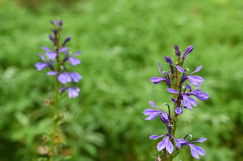 サワギキョウの花,画像