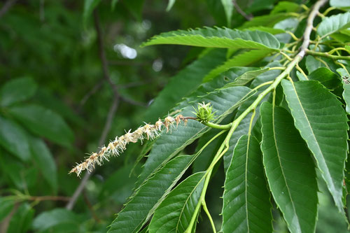 栗の木の花