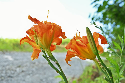 藪萱草,野草