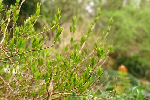 ヒメウツギ,ひめうつぎ,植物