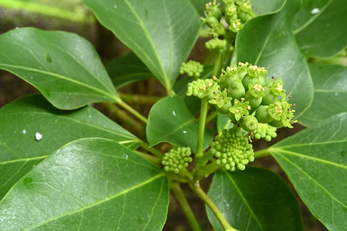 開花時期,かくれみの