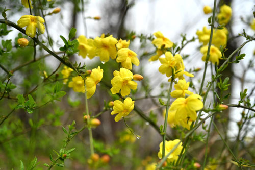 オウバイモドキ,開花時期,おうばいもどき