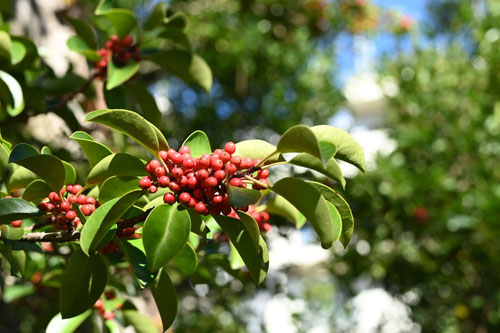 クロガネモチの木,くろがねもち,庭木図鑑