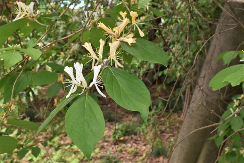 はなひょうたんぼく,Amur honeysuckle