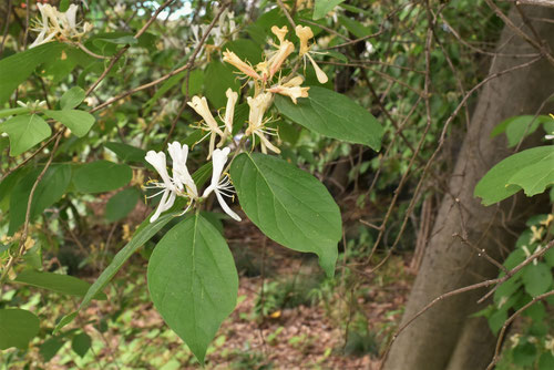 はなひょうたんぼく,Amur honeysuckle,ハナヒョウタンボク