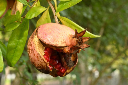 海辺にも植えられる果樹