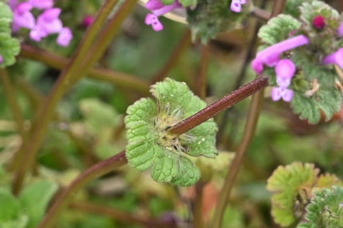 仏の座,植物