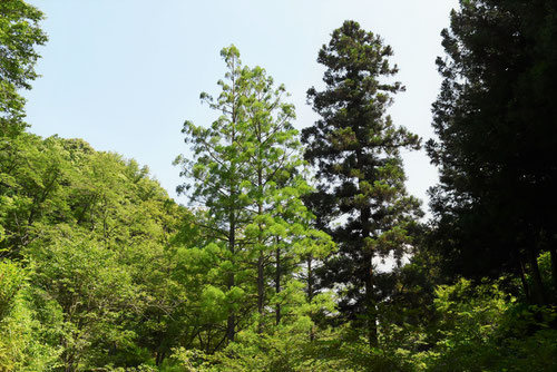 水松,特徴,すいしょう,植物