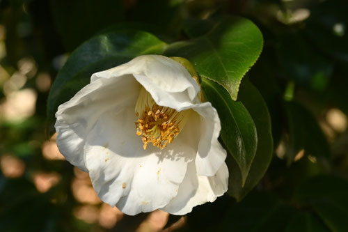ヤブツバキ,白い花