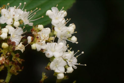 ガマズミの花,がまずみ,特徴
