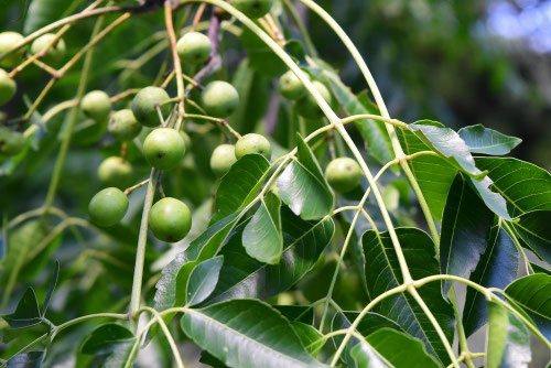 センダン,オウチ,種,せんだんのき