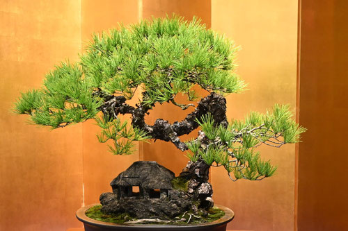 bonsai,red pine