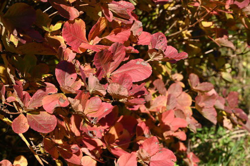 くろふねつつじ,紅葉