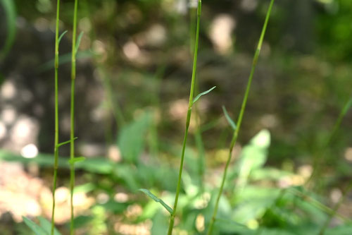 いぶきとらのお,野草,イブキトラノオ