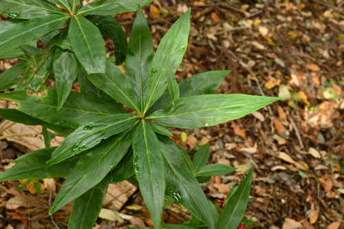 カラタチバナ,ヒャクリョウ,植物,百両,植木,特徴,からたちばな