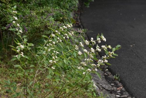 こむらさき,小紫,白い実